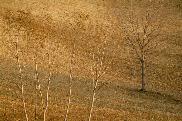 Őszi évszak, fák, melyek leveleiket vesztik — Stock Fotó