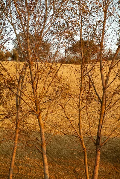 Herbstzeit, Bäume, die ihre Blätter verlieren — Stockfoto