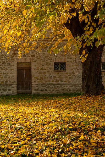 秋、黄色や橙色の葉で覆われた芝生 ストック写真
