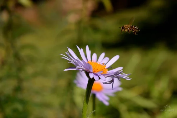 Fleur Nature Bohême Sud Image En Vente