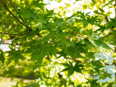 Yeşil Doğa arka plan akçaağaç yaprakları ile.