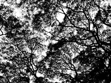 Silhouette ağaç dalları ve beyaz arka plan üzerinde izole yaprak.