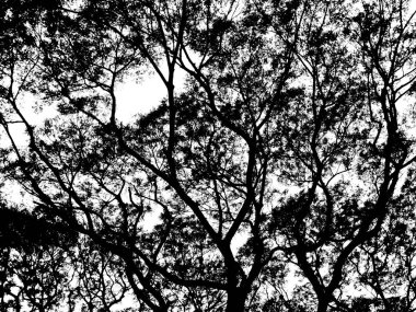 Silhouette ağaç dalları ve beyaz arka plan üzerinde izole yaprak.