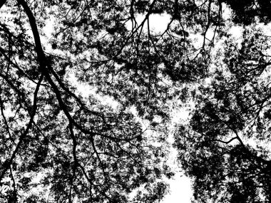 Silhouette ağaç dalları ve beyaz arka plan üzerinde izole yaprak.