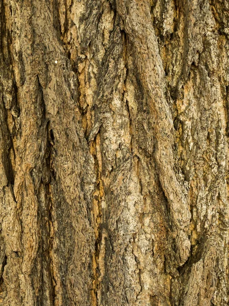 Tekstura Drzewa Drzewnego Tle — Zdjęcie stockowe