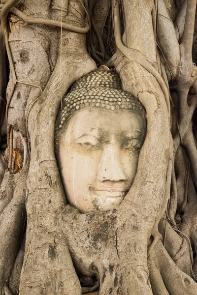 Cabeça Buda Raízes Árvores Wat Mahathat Ayuthaya Tailândia — Fotografia de Stock