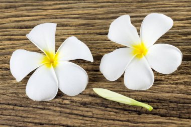 Plumeria eski ahşap zemin üzerine.