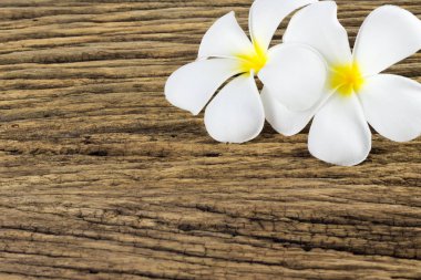 Plumeria eski ahşap zemin üzerine.