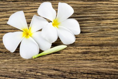 Plumeria eski ahşap zemin üzerine.