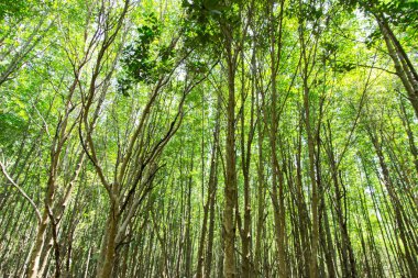 Altın mangrov orman, Chanthaburi Tayland uzun ahşap köprü.