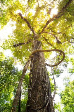 Orman ağaçları. doğa yeşil ahşap güneş ışığı arka planı.