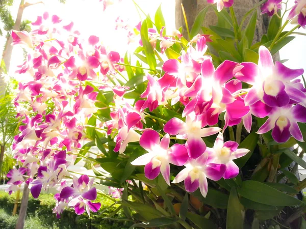 Piękny Kwiat Orchidei Drzewo Zachód Słońca Tonem — Zdjęcie stockowe
