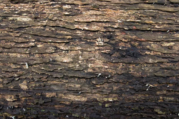 Tekstura Starego Drewna — Zdjęcie stockowe