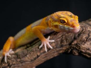 Ahşap üzerinde turuncu Gecko kertenkele, hayvan kapatmak.