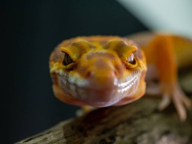 Ahşap üzerinde turuncu Gecko kertenkele, hayvan kapatmak.