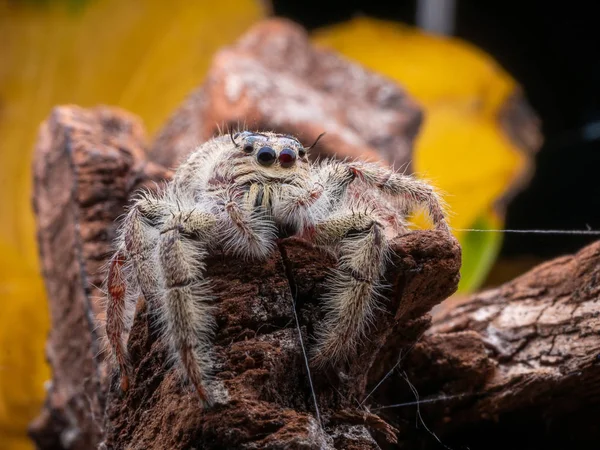 美丽的小跳跃蜘蛛与丰富多彩的背景从mac — 图库照片