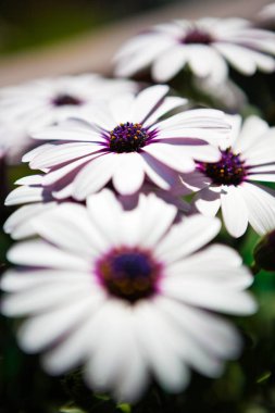 Güzel beyaz ve mor çiçekler