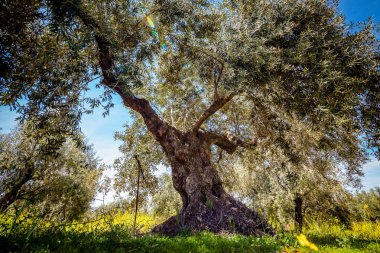 Bu alandaki zeytin ağacı
