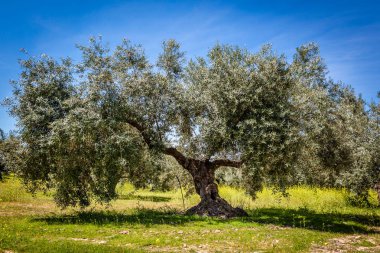 Bu alandaki zeytin ağacı