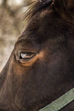 Güzel gözleri ile Georgeous at