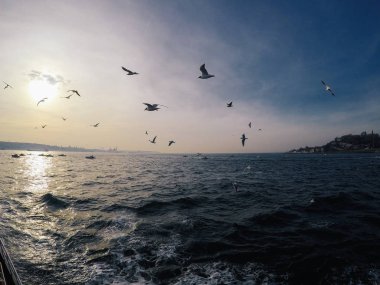 Deniz martı arkasında bir gemi günbatımı gökyüzünde uçmak