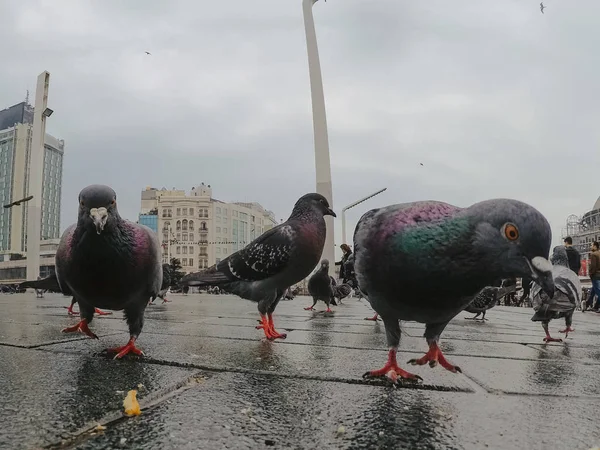 Beau pigeon gris près de la ville — Photo