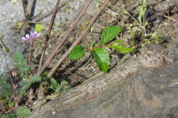 Belle fleur seule poussant sur la rue fissurée — Photo