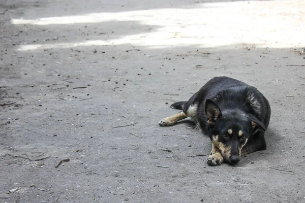 Cão preto solitário dormindo na estrada de asfalto — Fotografia de Stock