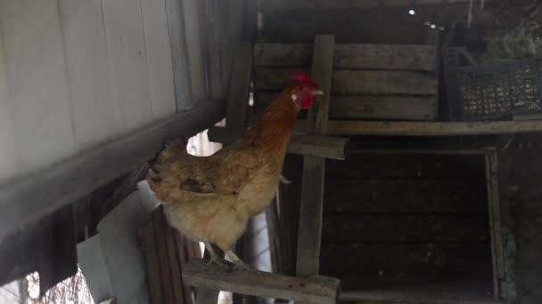 Gallo Cantando Gallinas Corral Rural Gallinero Pollo Cerrado Con Rejilla — Vídeos de Stock