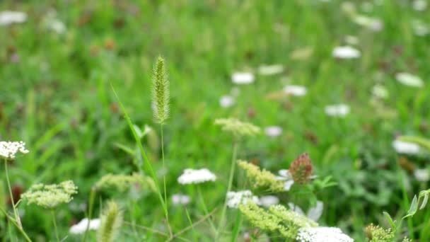 春の間の花と草原のビデオ映像 — ストック動画