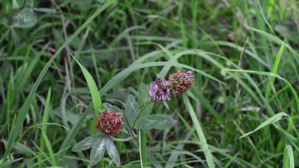 Honey Bee Sur Fleur Une Petite Abeille Recherche Pollen Sur — Video