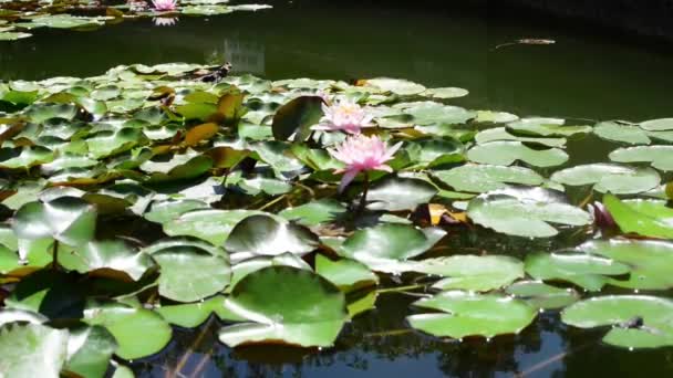 Lirios de agua en un estanque artificial. Rosa planta de flor de loto en el lago. — Vídeos de Stock