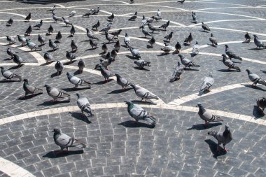 Bakü, Azerbaycan 29 Nisan 2020: Azerbaycan 'ın merkezindeki Nizami Caddesi' nin kaldırımındaki güvercinler. Nizami Caddesi - büyük yaya ve alışveriş caddesi. 