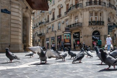 Bakü, Azerbaycan 29 Nisan 2020: Azerbaycan 'ın merkezindeki Nizami Caddesi' nin kaldırımındaki güvercinler. Nizami Caddesi - büyük yaya ve alışveriş caddesi. 