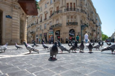 Bakü, Azerbaycan 29 Nisan 2020: Azerbaycan 'ın merkezindeki Nizami Caddesi' nin kaldırımındaki güvercinler. Nizami Caddesi - büyük yaya ve alışveriş caddesi. 