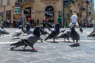 Bakü, Azerbaycan 29 Nisan 2020: Azerbaycan 'ın merkezindeki Nizami Caddesi' nin kaldırımındaki güvercinler. Nizami Caddesi - büyük yaya ve alışveriş caddesi. 
