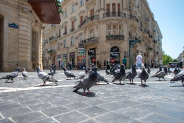 Bakü, Azerbaycan 29 Nisan 2020: Azerbaycan 'ın merkezindeki Nizami Caddesi' nin kaldırımındaki güvercinler. Nizami Caddesi - büyük yaya ve alışveriş caddesi. 