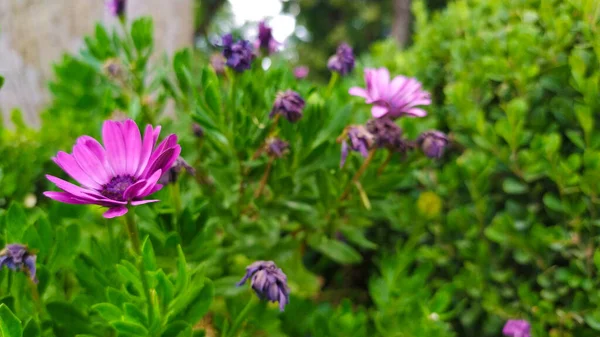 Фиолетовые Цветы Природе Изображение Фиолетового Бутона Хризантемы Макросъемка Цветов — стоковое фото
