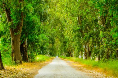 Parkway, ağaç tünel. Marmaris aşıklar yolu. Ağaçlar yeşil ve sarı. Asfalt yol.