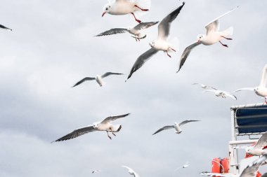 Feribot uçan martılar. Martılar yemek zamanı. Bulutlu gökyüzü