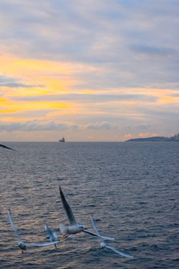 Gökyüzünde güneş doğarken denize uçan martılar. mavi deniz, kırmızı ve sarı gökyüzü. Denizin ortasında ufukta bir gemi.