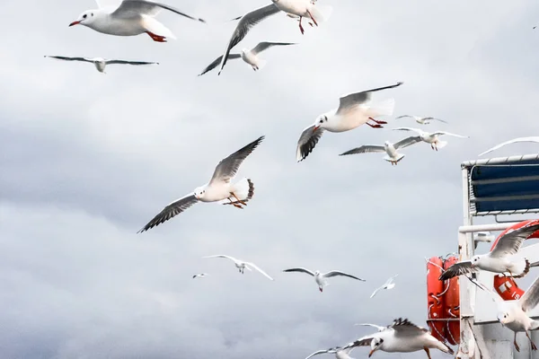 Seagulls Flying Ferry Meal Time Seagulls Cloudy Sky — Stock Photo, Image