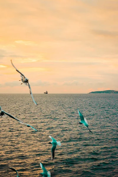 Gökyüzünde güneş doğarken denize uçan martılar. mavi deniz, kırmızı ve sarı gökyüzü. Denizin ortasında ufukta bir gemi.