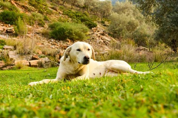 Blanco Madre Perro Durmiendo Bajo Los Árboles Hierba — Foto de Stock