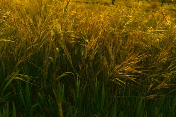 绿色和黄色的草药 阳光照在草地上 秋天先驱报 — 图库照片
