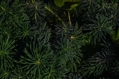 Makro ot iğne sabahın erken saatlerinde