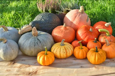 Bahçesinde çeşitli kabaklar ve squashes hasat