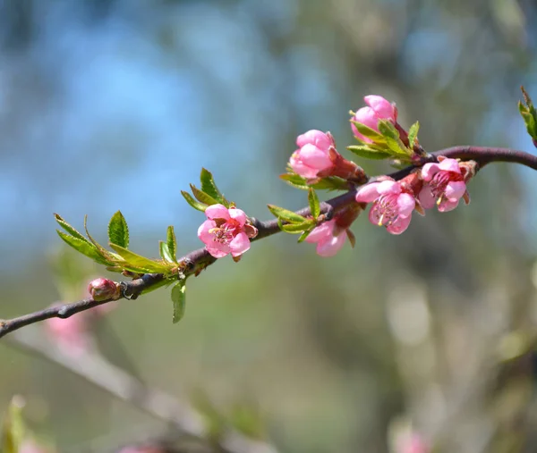 Rosa Flor Pêssego Árvore Ramo — Fotografia de Stock