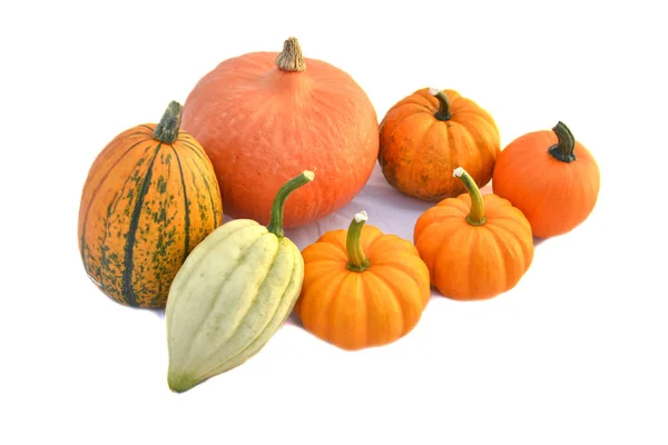 Pumpkins Squashes Isolated White Background — Stock Photo, Image