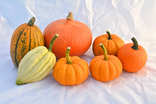 Group Autumn Pumpkins Squashes — Stock Photo, Image